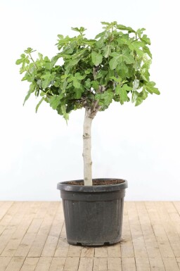Vijgenboom / Ficus Carica bonsai