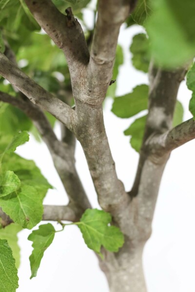 Vijgenboom / Ficus Carica bonsai