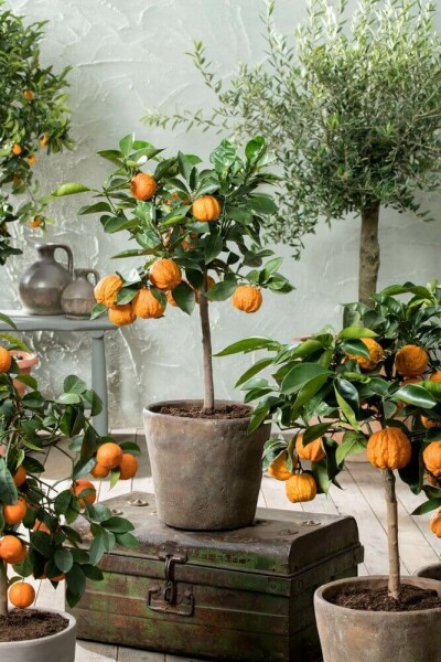 Sinaasappelboom / Citrus Sinensis ministam