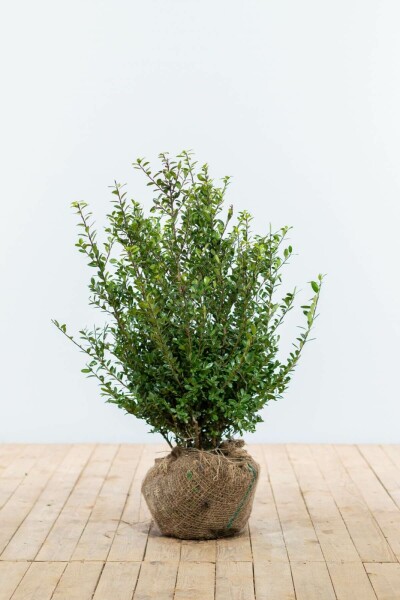 Japanse Hulst / Ilex Crenata Caroline Upright