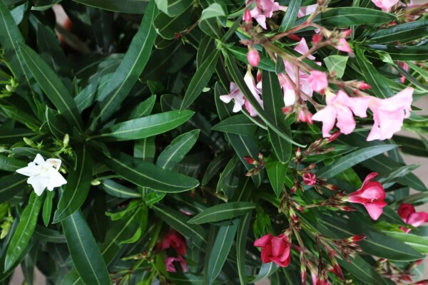 Nerium Oleander struik