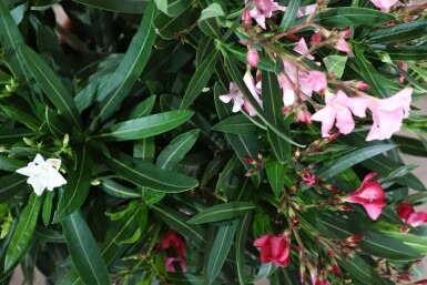 Nerium Oleander struik