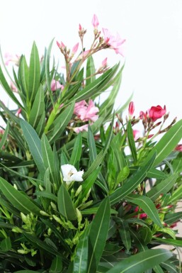 Nerium Oleander struik