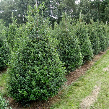 Hulst / Ilex Meserveae Blue Prince