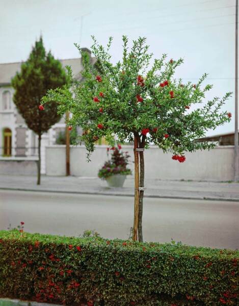 Granaatappelboom / Punica Granatum op stam