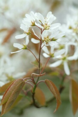 Amelanchier lamarckii