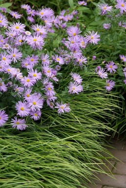 Aster frikartii 'Mönch'