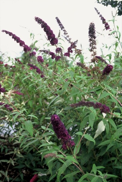 Buddleja davidii 'Black Knight'