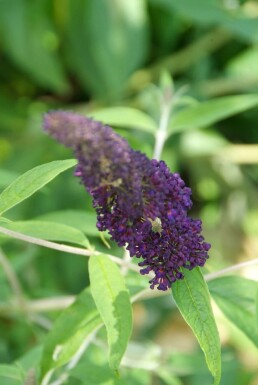 Buddleja davidii 'Black Knight'