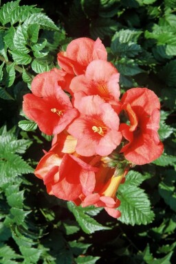 Campsis tagliabuana 'Madame Galen'