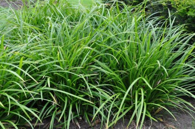 Carex foliosissima 'Irish Green'