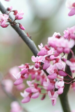 Cercis canadensis 'Forest Pansy'