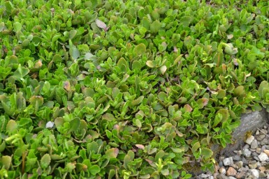 Chiastophyllum oppositifolium