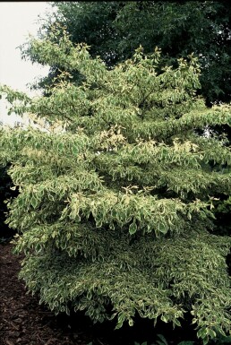 Cornus controversa 'Variegata'