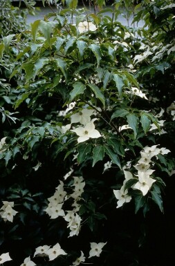 Cornus kousa