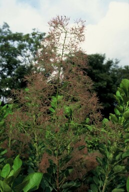 Cotinus coggygria 'Young Lady'