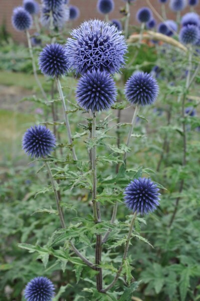 Echinops bannaticus 'Blue Glow'