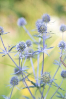 Eryngium planum 'Blauer Zwerg'