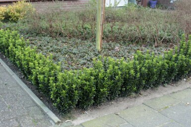 Euonymus japonicus 'Green Spire'