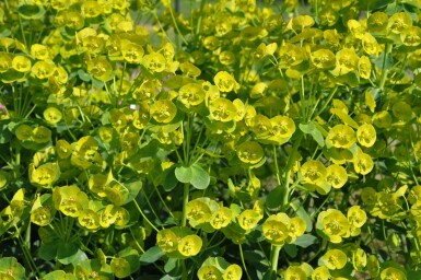 Euphorbia amygdaloides 'Robbiae'