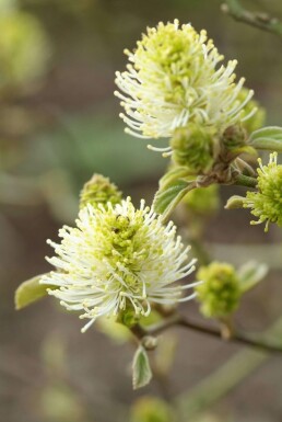 Fothergilla major