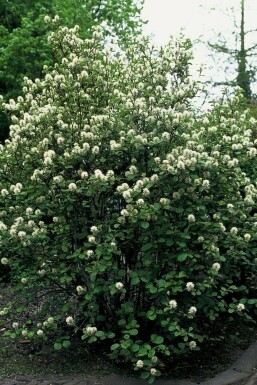 Fothergilla major