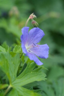 Geranium 'Johnson's Blue'