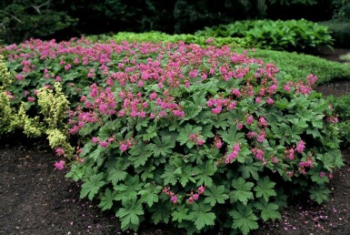 Geranium macrorrhizum