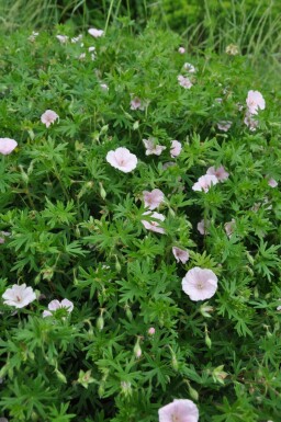 Geranium sanguineum 'Striatum'