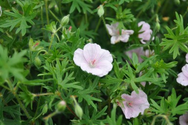 Geranium sanguineum 'Striatum'