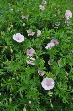 Geranium sanguineum 'Striatum'