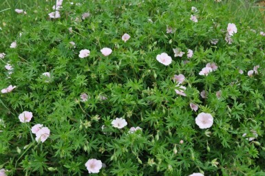 Geranium sanguineum 'Striatum'