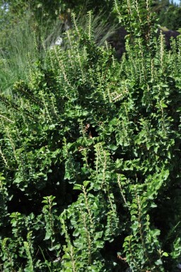 Hedera helix 'Erecta'