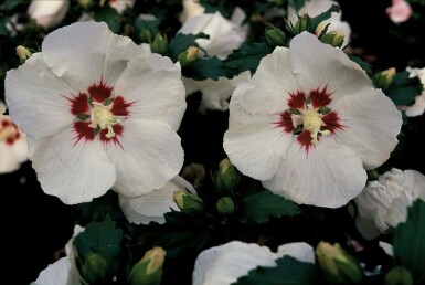 Hibiscus syriacus 'Red Heart'