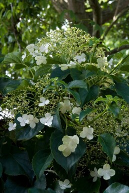 Hydrangea anomala petiolaris