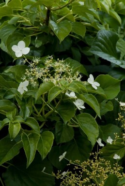 Hydrangea anomala petiolaris