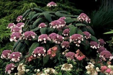 Hydrangea aspera 'Macrophylla'