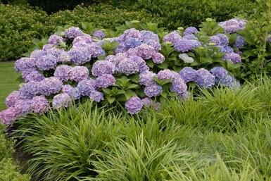 Hydrangea macrophylla 'Forever & Ever® Blue'