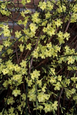 Jasminum nudiflorum