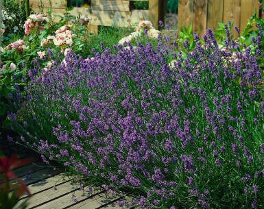 Lavandula angustifolia 'Munstead'