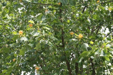 Liriodendron tulipifera