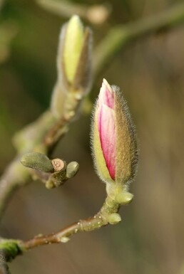 Magnolia soulangeana