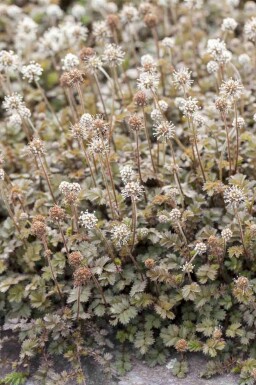 Acaena microphylla