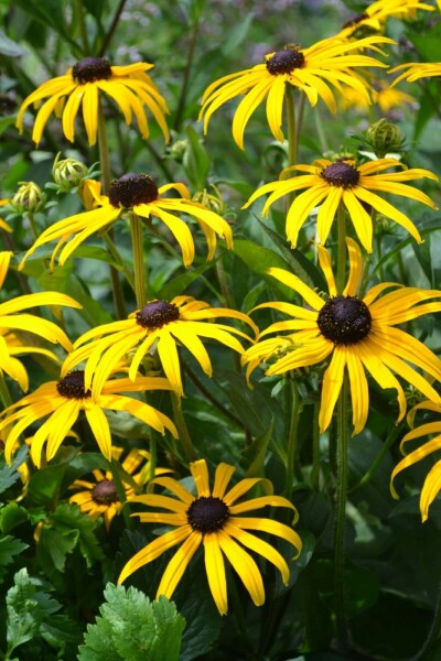 Rudbeckia fulgida 'Goldsturm'