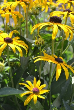 Rudbeckia fulgida 'Goldsturm'