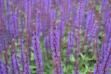 Salvia nemorosa 'Caradonna'