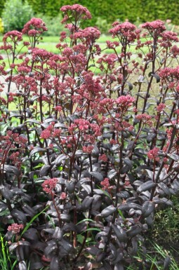 Sedum 'Purple Emperor'