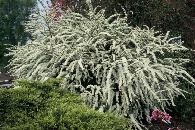 Spiraea cinerea 'Grefsheim'