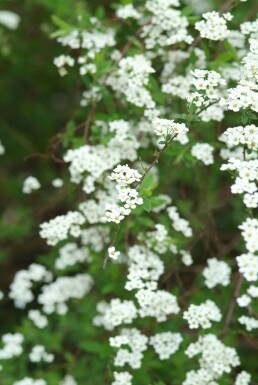 Spiraea cinerea 'Grefsheim'