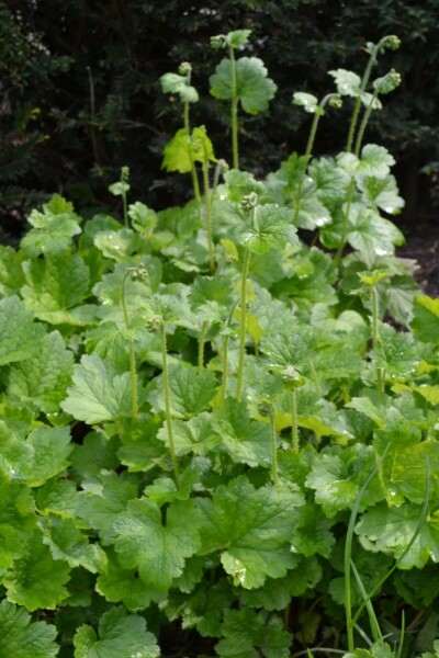 Tellima grandiflora